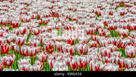 Canada 150 espèce de tulipes rouges et blancs au Canada Festival des tulipes 2017 Banque D'Images