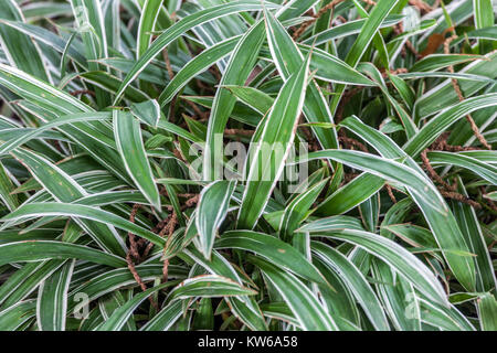 Carex siderosticta Variegata avec une feuille large Banque D'Images