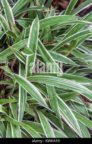 Carex siderosticta Variegata herbe moderne avec une feuille large Banque D'Images