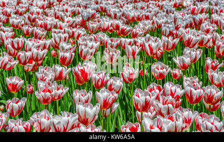 Canada 150 espèce de tulipes rouges et blancs au Canada Festival des tulipes 2017 Banque D'Images