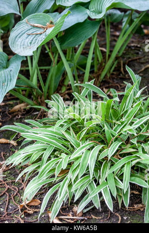 Carex siderosticta 'Variegata', Hosta 'Big Daddy' Banque D'Images