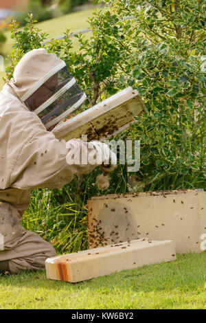 Apiculteur récupération d'un essaim d'abeilles sauvages d'un buisson dans un jardin, brossage des abeilles dans une boîte de collection Banque D'Images