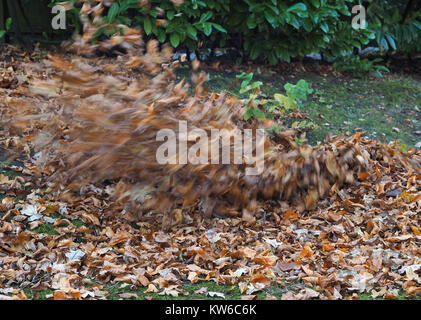 Les feuilles d'automne pris dans les airs dans le vent d'un ventilateur de feuille Banque D'Images