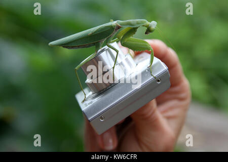 Big sur la petite photocamera mantis dans la main Banque D'Images