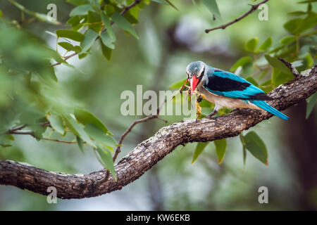 Woodland kingfisher en Kruger National Park, Afrique du Sud  ; Espèce Halcyon senegalensis famille des Alcedinidae Banque D'Images