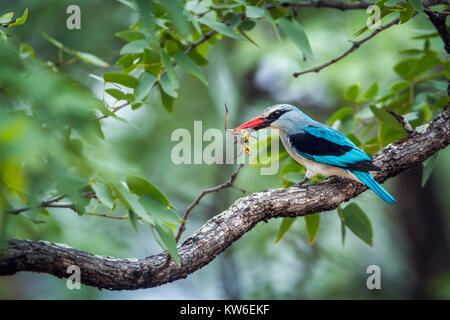 Woodland kingfisher en Kruger National Park, Afrique du Sud  ; Espèce Halcyon senegalensis famille des Alcedinidae Banque D'Images