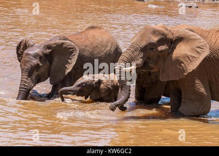 Un gros plan d'une femelle éléphant avec son adolescent et bébés éléphants alors qu'ils boivent et se préparent à un bain dans un trou d'eau dans le Madikwe Rese Banque D'Images