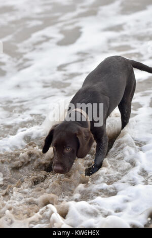 Un labradinger springador ou petit chien recherche dans la mer pour une pierre ou un bâton. Chiot en situation les vagues et la mer pour la première fois à l'affiche. Banque D'Images