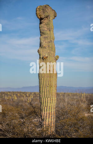 Detalle de cactus que formaparte Sahuaros de un bosque de matorral y espinoso y demas especies de plantas característicos de los valles, planicies d Banque D'Images