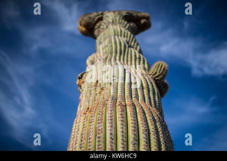 Detalle de cactus que formaparte Sahuaros de un bosque de matorral y espinoso y demas especies de plantas característicos de los valles, planicies d Banque D'Images