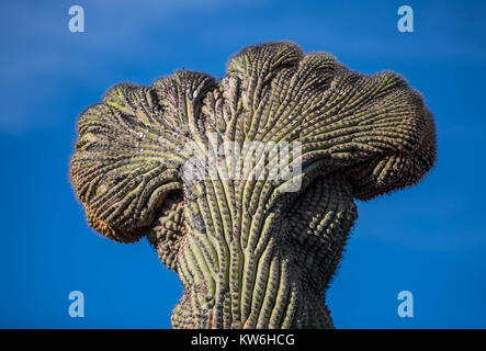 Detalle de cactus que formaparte Sahuaros de un bosque de matorral y espinoso y demas especies de plantas característicos de los valles, planicies d Banque D'Images