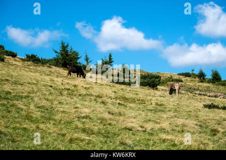 Vaches qui paissent sur les pentes des montagnes des Carpates (Ukraine, des Carpates, Dragobrat) Banque D'Images