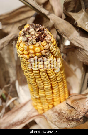 Big Yellow corn cob avec graines de maïs prêts à être récoltés dans le champ cultivé en automne Banque D'Images