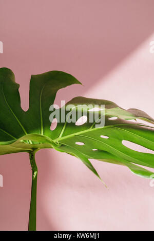 Composition abstraite à partir de feuilles monstera contre mur rose. Banque D'Images