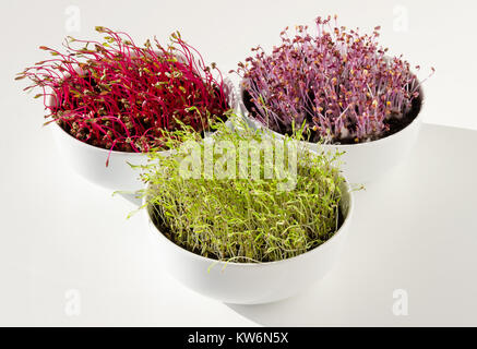 Microgreens en blanc bols, vue de face. Betterave rouge, le chou rouge et les semis de carotte en terreau. Les germes, cotyldeons et légumes. Banque D'Images