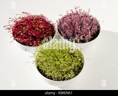 Dans Microgreens bols blanc, par le dessus. Betterave rouge, le chou rouge et les semis de carotte en terreau. Les germes, cotyldeons et légumes. Banque D'Images