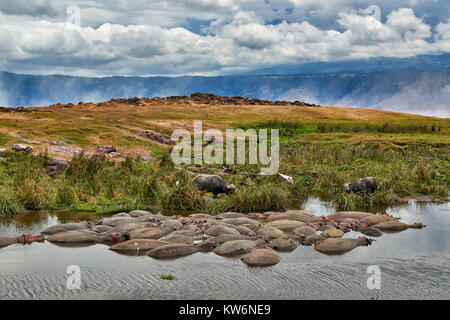 Hippopool en paysage de la Ngorongoro Conservation Area, UNESCO World Heritage site, Tanzania, Africa Banque D'Images