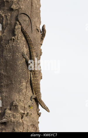 L'Afrique de l'ouest varan du Nil Varanus stellatus escalade un arbre en Gambie Banque D'Images