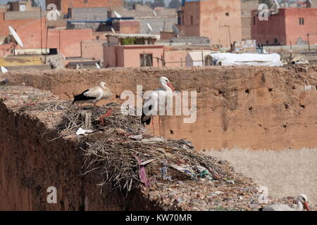 Deux cigognes sur une niche sur le mur de la palais El Badi à Marrakech, Maroc, Banque D'Images