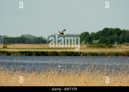 Osprey la chasse dans le lac (voir Rietzer Rietz), une réserve naturelle près de la ville de Brandebourg dans le nord-est de l'Allemagne avec deux lacs peu profonds et beaucoup de Banque D'Images