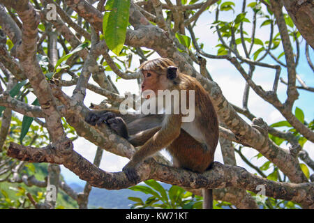 Toque monkey reposant dans les branches du frangipanier, Sri Lanka Banque D'Images