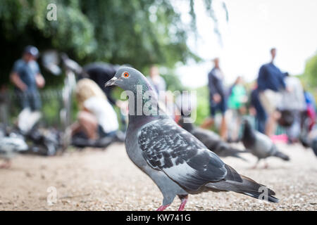 Un pigeon se range à l'appareil photo. Dans l'arrière-plan les gens profiter d'une journée dans le parc. Banque D'Images