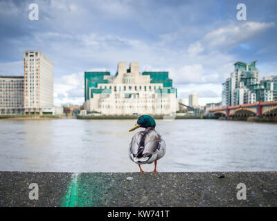 Un canard se dresse sur un mur de la rivière en face de l'immeuble du MI6 sur la Tamise Banque D'Images