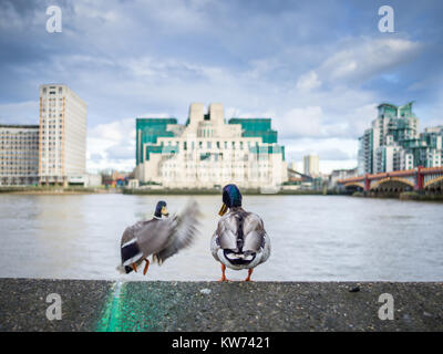 Une paire de canards (un débarquement) sur un mur en face de l'immeuble du MI6 sur la Tamise Banque D'Images