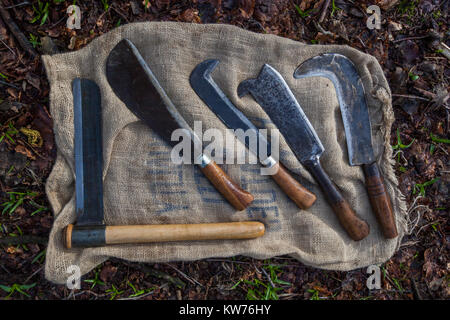 Outils à main traditionnels pour recépage (Corylus avellana) et la pose de haie, Ullenwood, Coberley, UK. Banque D'Images