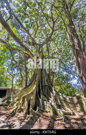 L'île de Norfolk, territoire extérieur australien géant, Moreton Bay Fig Trees à New Farm Road Banque D'Images