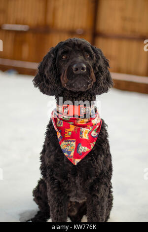Springer Poodle Sitting in snow Banque D'Images