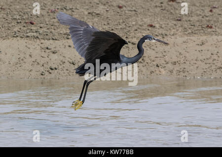 Aigrette garzette Egretta gularis western reef décollant du sol Banque D'Images