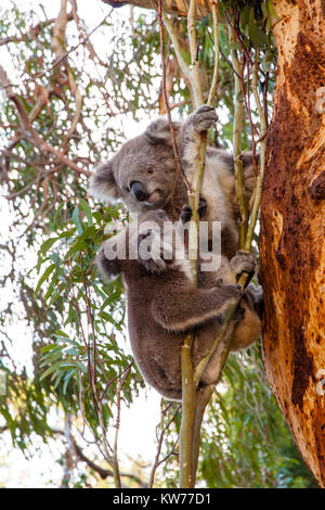 Deux koalas combats sur un arbre. Banque D'Images