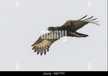 Harpie huppée long Lophaetus occipital des profils survolant la forêt, Gambie Banque D'Images