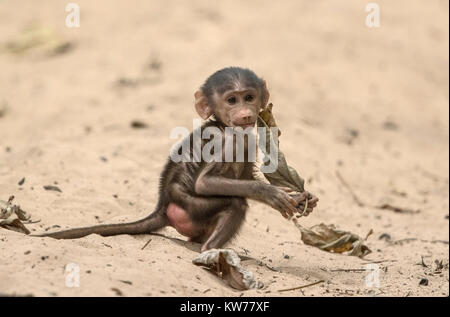 Le babouin Papio papio, Guinée bébé jouant sur le sable en forêt, Gambie, Afrique de l'ouest Banque D'Images