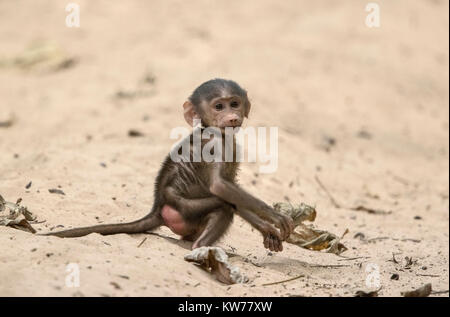 Le babouin Papio papio, Guinée bébé jouant sur le sable en forêt, Gambie, Afrique de l'ouest Banque D'Images