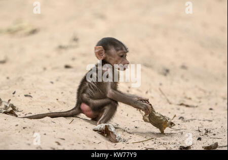 Le babouin Papio papio, Guinée bébé jouant sur le sable en forêt, Gambie, Afrique de l'ouest Banque D'Images