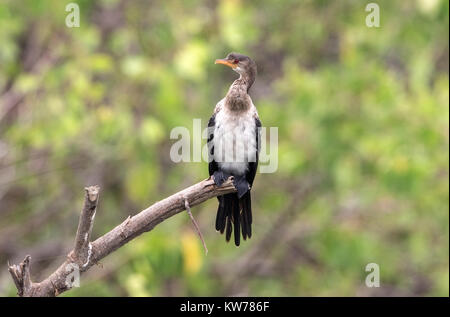 Cormoran africain ou reed cormorant Turdus africanus jeune oiseau posé sur branche d'arbre sur la rivière, en Gambie Banque D'Images