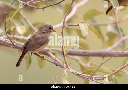 Red-billed firefinch firefinch Lagonosticta senegala Sénégal ou fdemale adultes perché dans l'arbre, en Gambie Banque D'Images