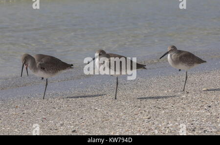 Groupe de willets, Catoptrophorus semipalmatus, le repos sur la tideline, l'ouest de la Floride. Banque D'Images