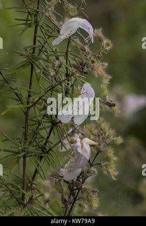 Menthe, Géorgie, en fleurs Calamintha georgiana en Floride. Banque D'Images