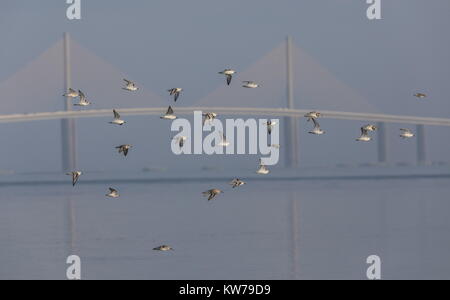 Pluvier semipalmé Charadrius semipalmatus, Sanderling et voler en face de l'Bob Graham Sunshine Skyway Bridge, exerçant son I75 à Tampa Bay, Banque D'Images