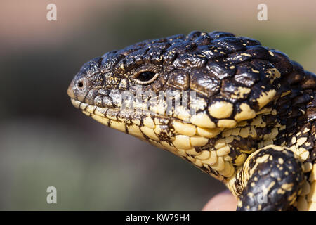Shingleback Lizard (Tiliqua rugosa) dans la main. Entwood Sanctuaire. Sandleton. Murraylands. L'Australie du Sud. L'Australie. Banque D'Images