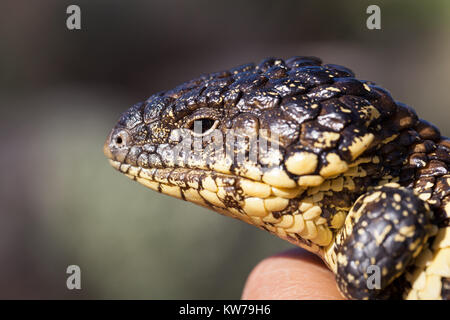 Shingleback Lizard (Tiliqua rugosa) dans la main. Entwood Sanctuaire. Sandleton. Murraylands. L'Australie du Sud. L'Australie. Banque D'Images