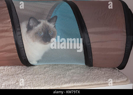 Un chat Birman seal point, 9 mois vieux chat, homme aux yeux bleus hiddens dans le canon cat Banque D'Images