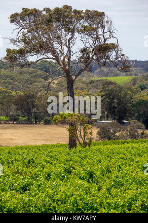 Feuillage vert foncé de vignes et arbres en arrière-plan la gomme à Margaret River, Australie de l'Ouest. Banque D'Images