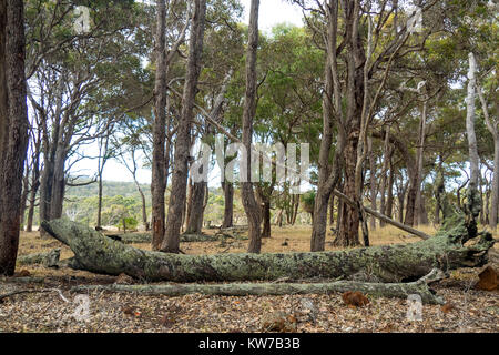 La chute d'arbres couverts de lichen dans une forêt d'eucalyptus dans la région de Margaret River, Australie de l'Ouest. Banque D'Images