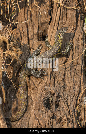 Les jeunes de l'eau (NIL) Moniteur (Varanus niloticus), de repos, de la rivière Chobe, Chobe National Park, Botswana, Africa, Septembre 2017 Banque D'Images