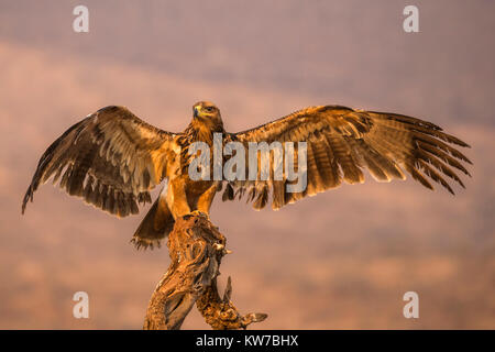 Aigle (Aquila rapax), Zimanga Private Game Reserve, KwaZulu-Natal, Afrique du Sud, septembre 2017 Banque D'Images