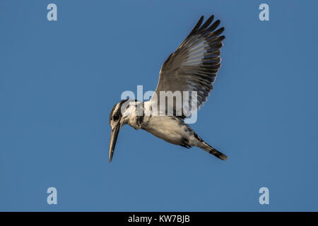 Martin-pêcheur pie (Ceryle rudis), rivière Chobe, au Botswana, en juin 2017 Banque D'Images